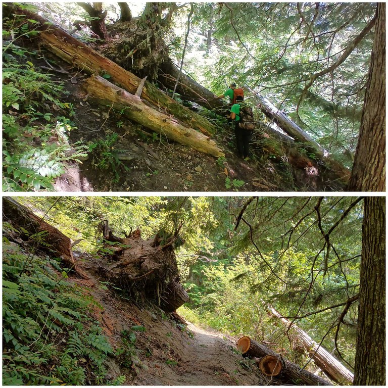 A before and after collage of logs on trail and sawed logs off of the trail.