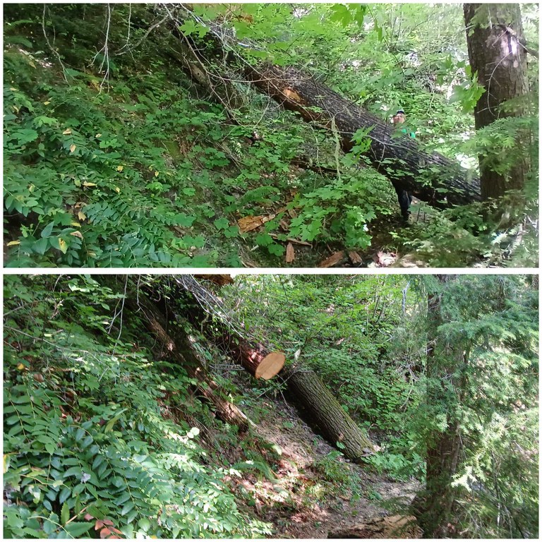 A collage of before and after trail maintenance logouts.