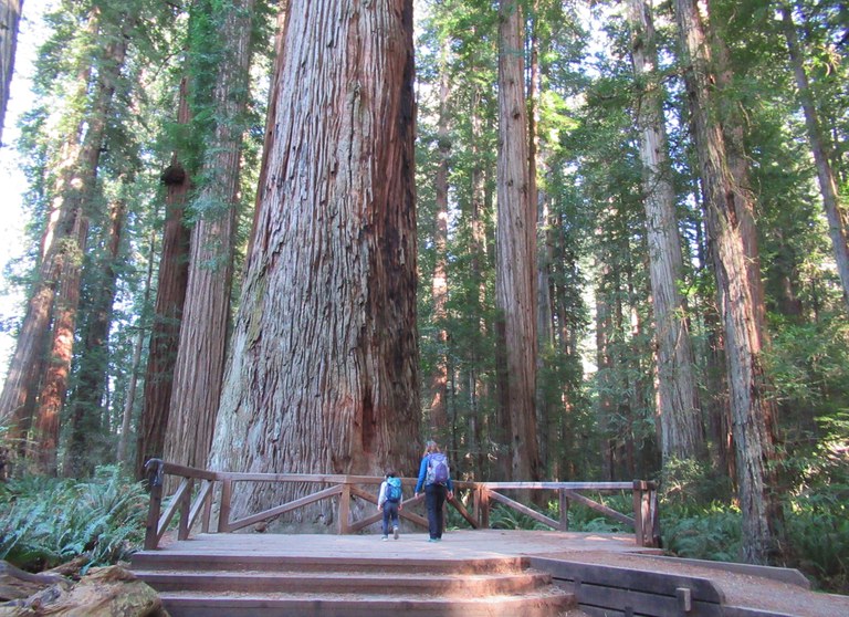 Two hikers walk on a viewing platform next to an ancient redwood tree.