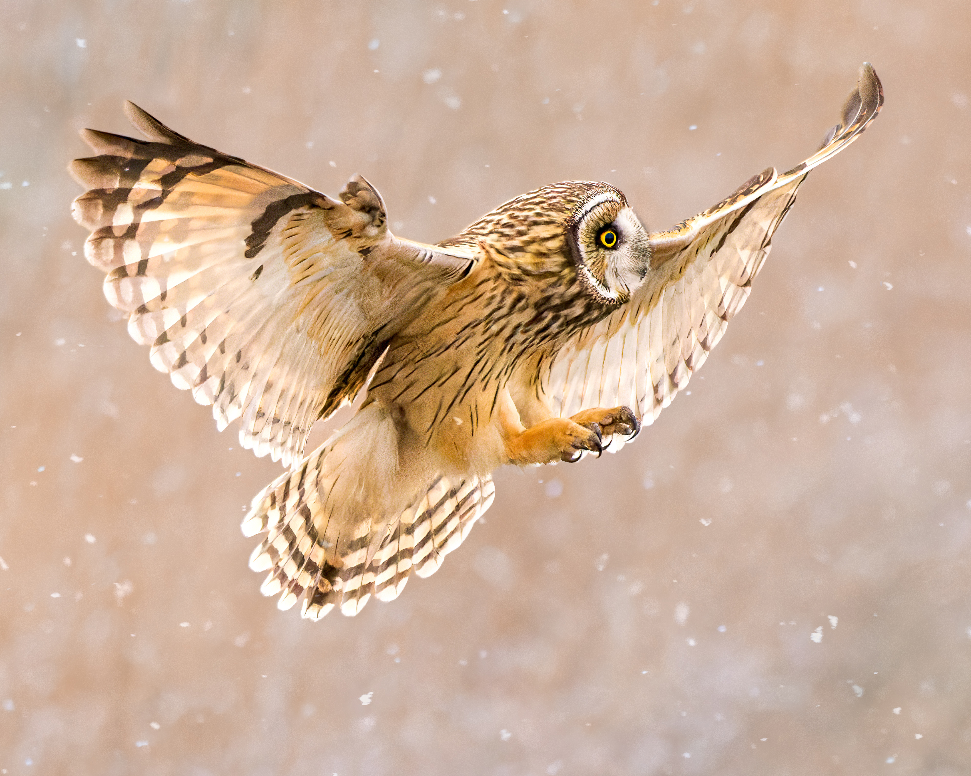 A short-eared owl flies with wings wide amidst snow flakes. 