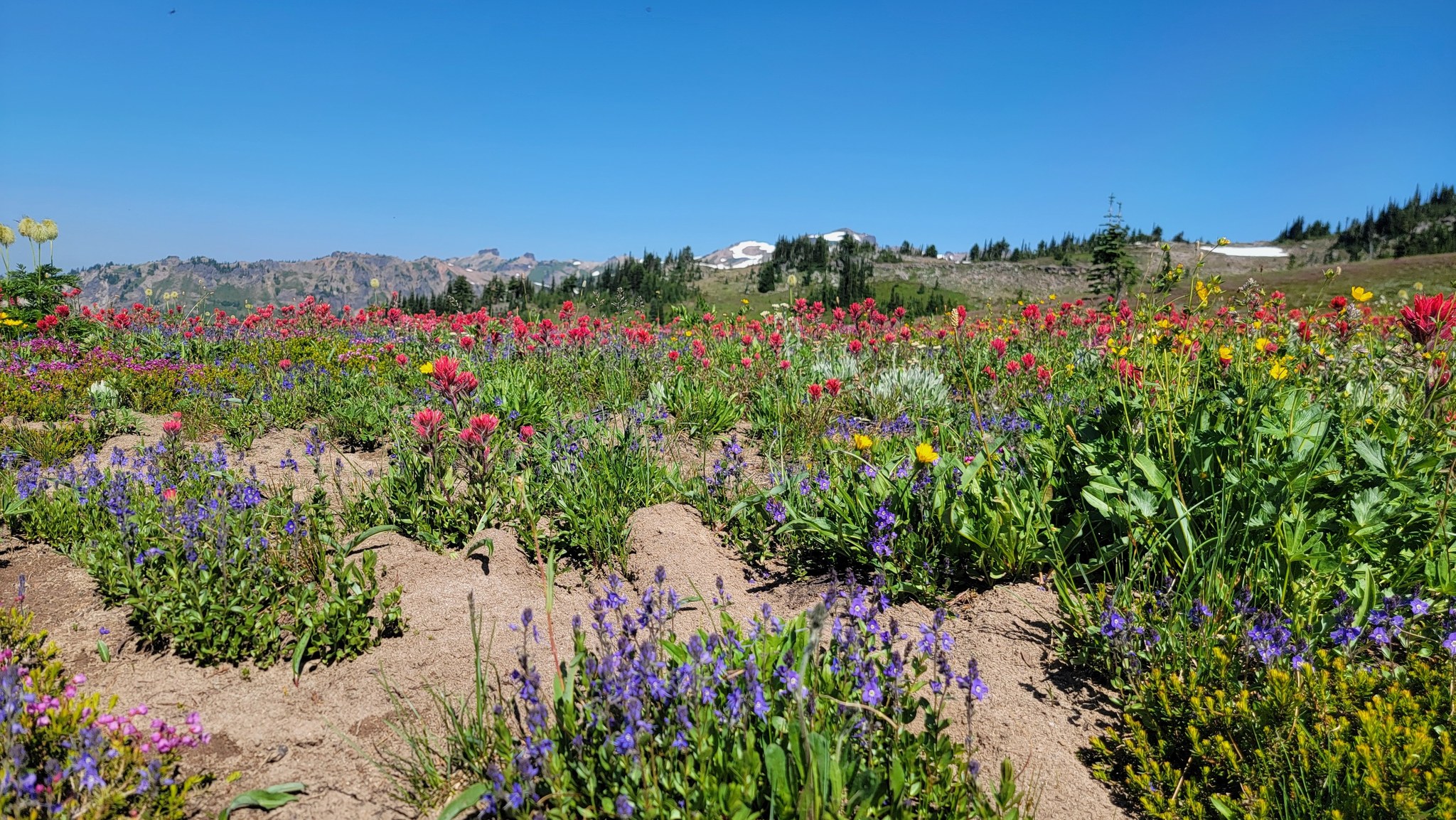 Wildflowers in the Goat Rocks Wilderness.