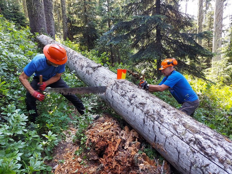 Two volunteers use a crosscut saw to cut a log.