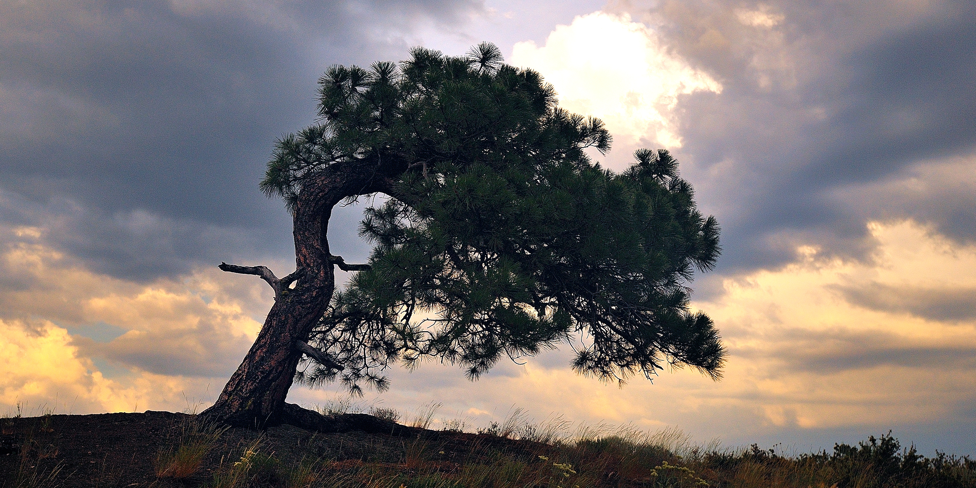 A ponderosa pine leans to the right frame of the photo from center. Golden and purple skies in the background and tree glowing behind tree's greenery. 