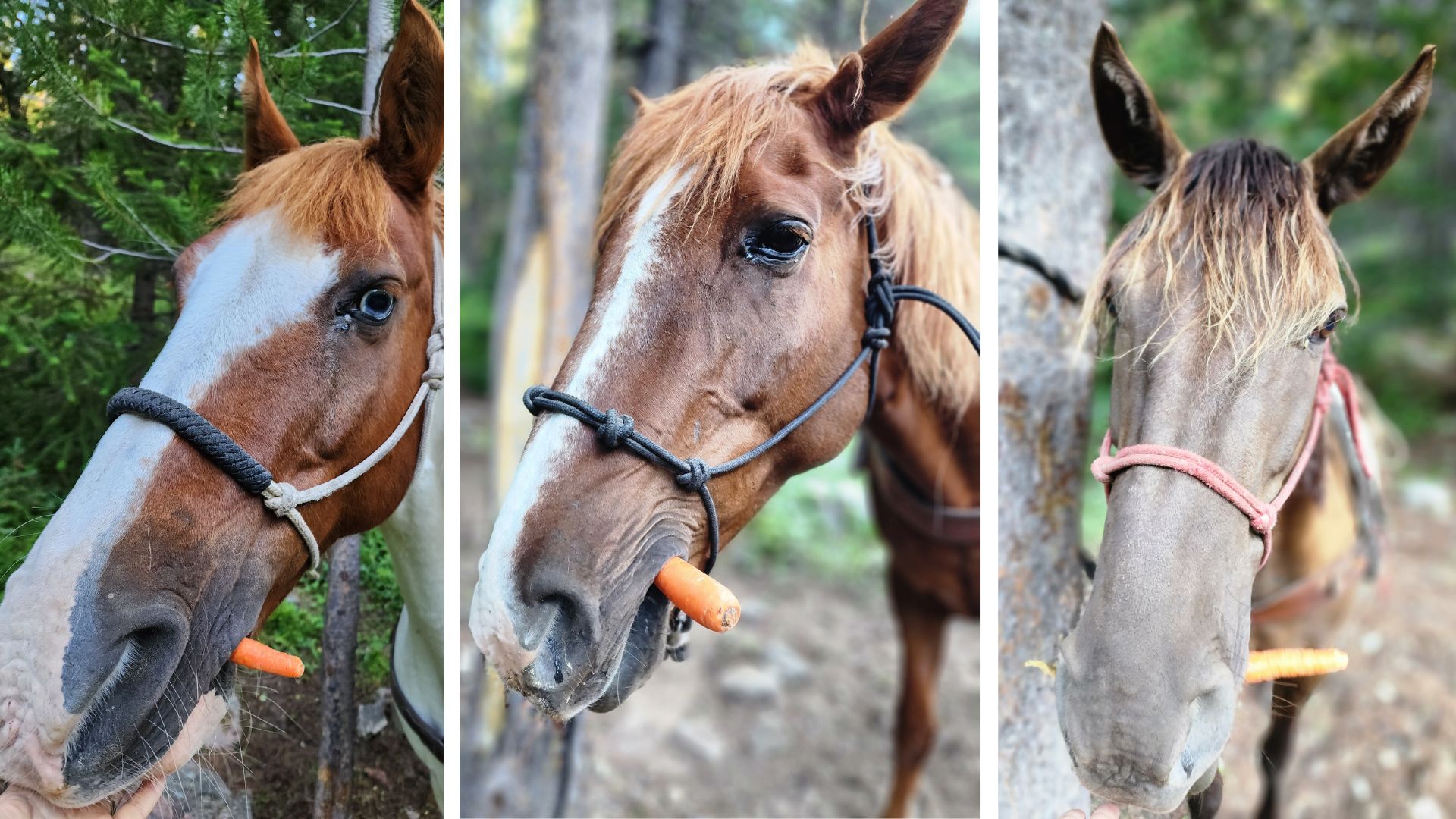 Three separate images of eating carrots. One horse is chestnut and white, the second horse is chestnut and white with brown eyes and the third is brown with it's golden mane in front of it's face. 