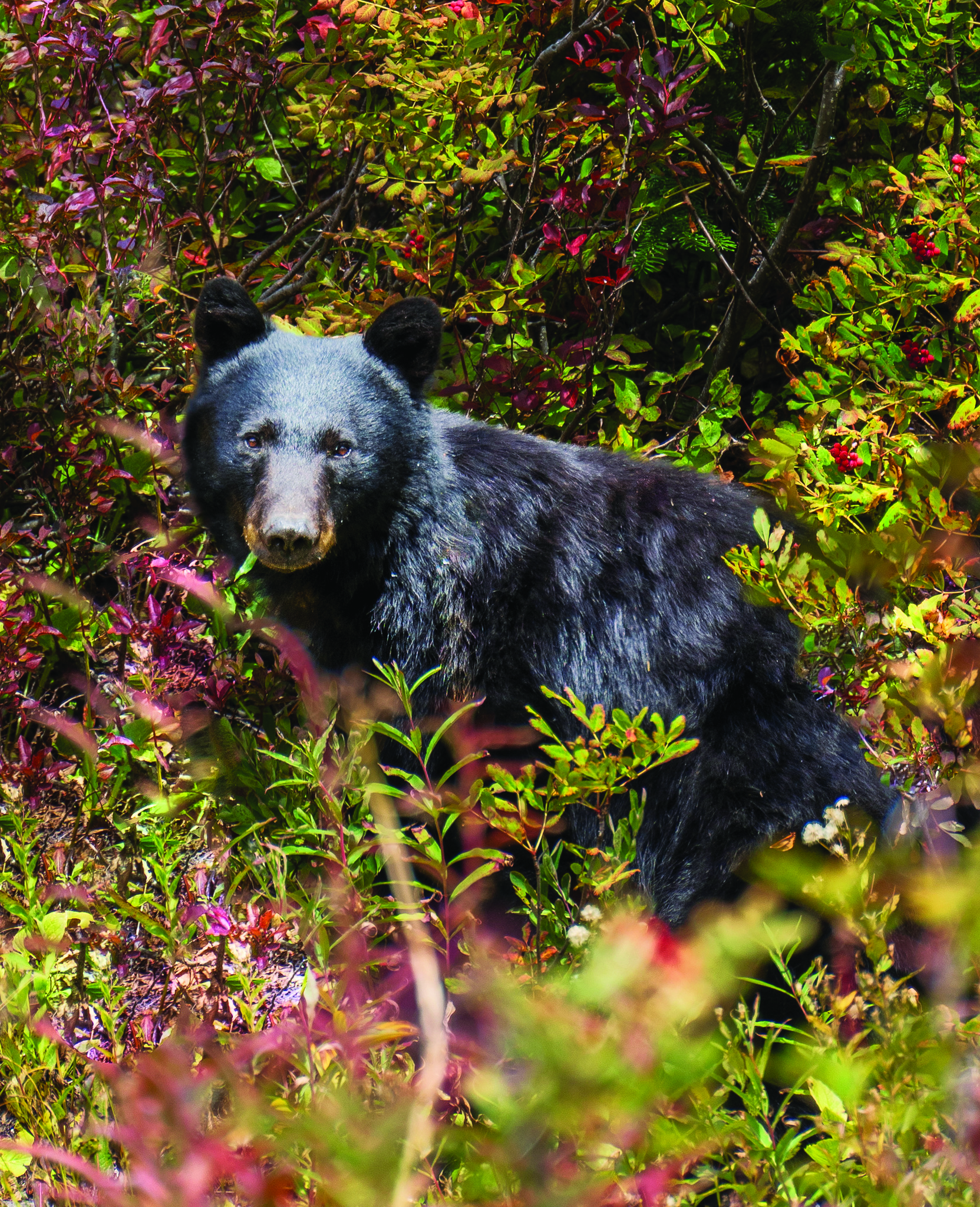 Black bear looks into camera from blueberry bushes.