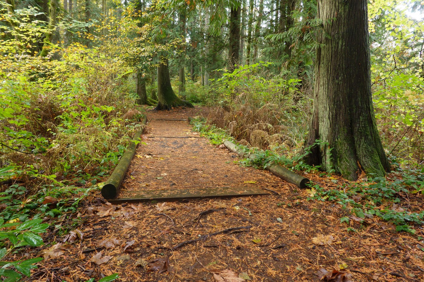 Beaver Lake Preserve by trip reporter ejain small footbridge bridge in forested trail.