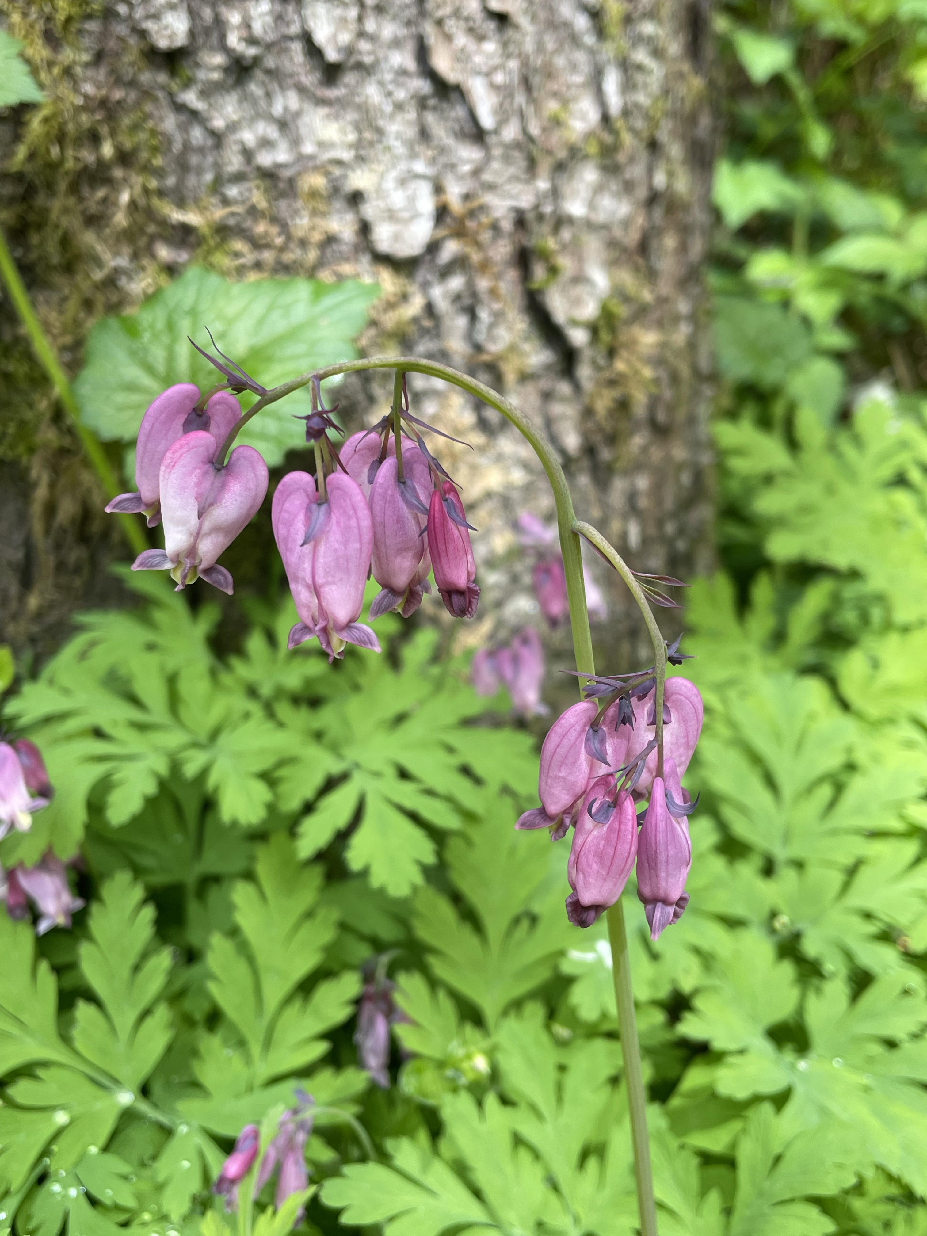 Bleeding hearts. Photo by McKenna Princing. Pink bleeding heart flowers in center of photo with greenery in the background.
