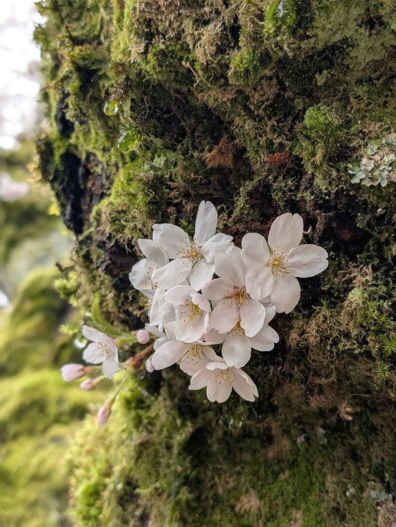 Cherry blossom blooms at the University of Washington, Seattle campus. Photo by Tiffany Chou.