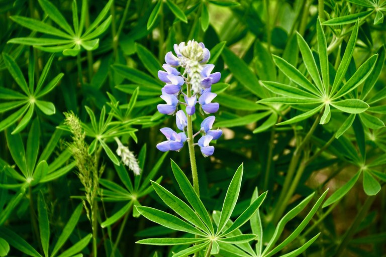 A stalk of lupine stands between foliage.