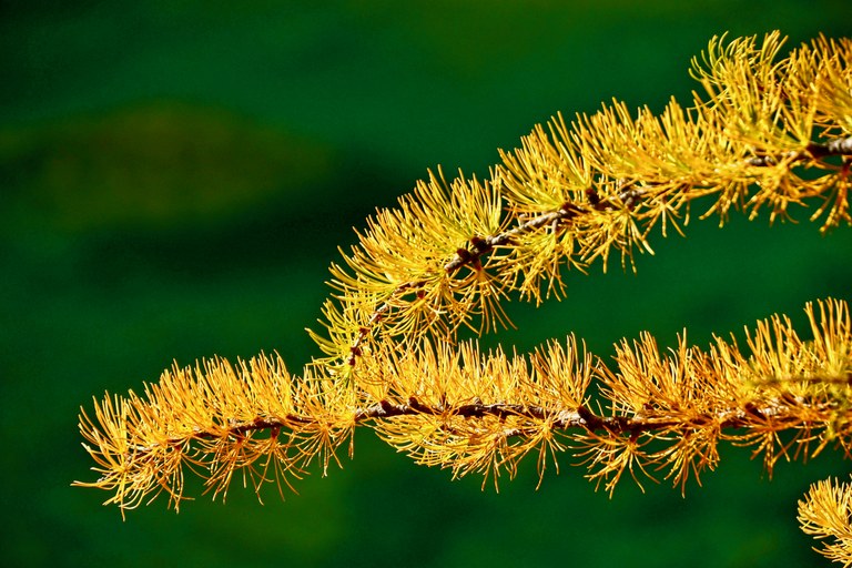 A conifer's golden needles catch sunlight. 