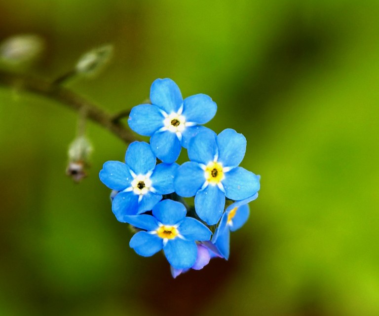A clump of blue flowers.
