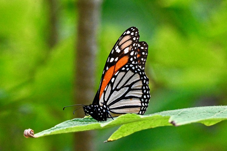 A butterfly sits on a leaf.