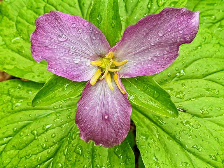A flower and leaves are covered in water droplets.