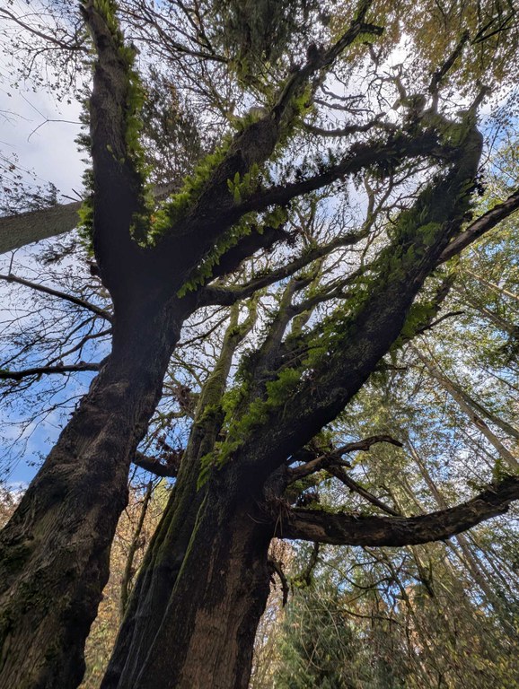 A tall mossy tree at Discovery Park. Photo by Tiffany Chou.