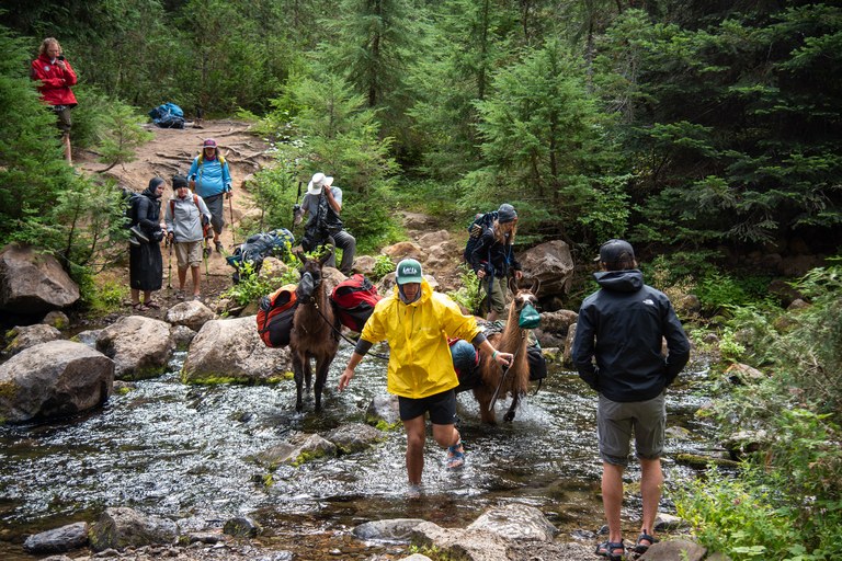 A group of backpack-laden hikers and llamas ford a creek.