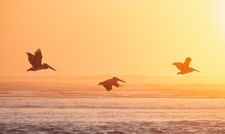 Pelicans fly across a Washington beach at sunset.