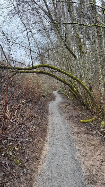 Photo of trail with small trees surrounding it and grey skies.