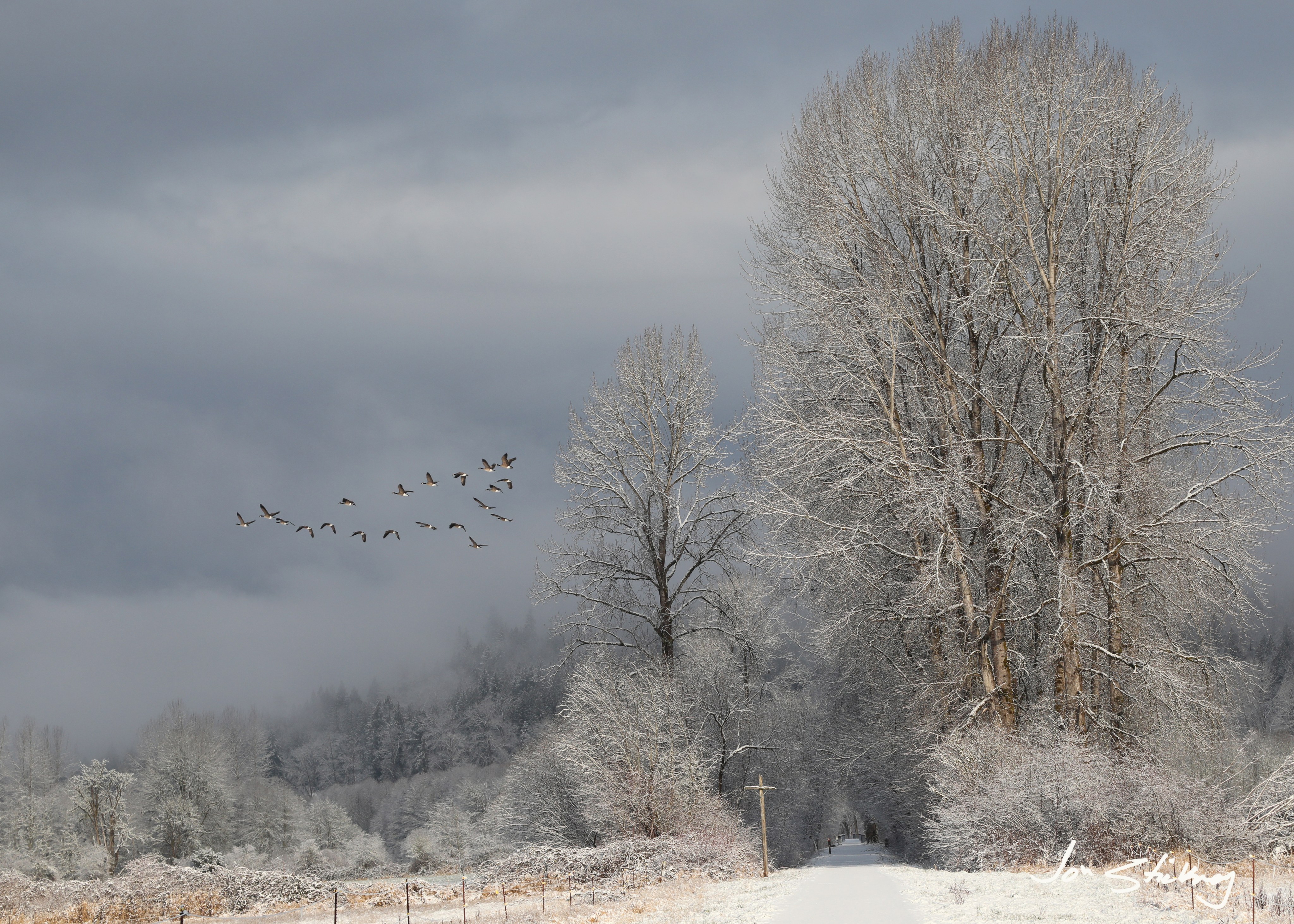 Winterlandscape with trail and geese in the backrground.