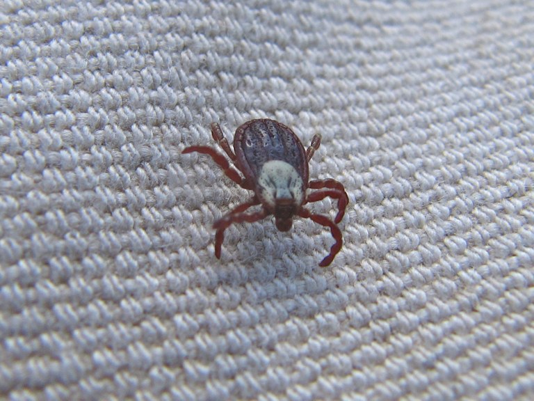 First-tick_Hal-Pelton.jpg