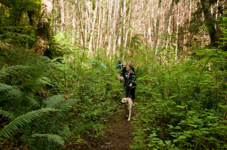 Hikers at Port Gamble Hikers with an on-leash dog turn a corner on trail in the lush Port Gamble Forest.