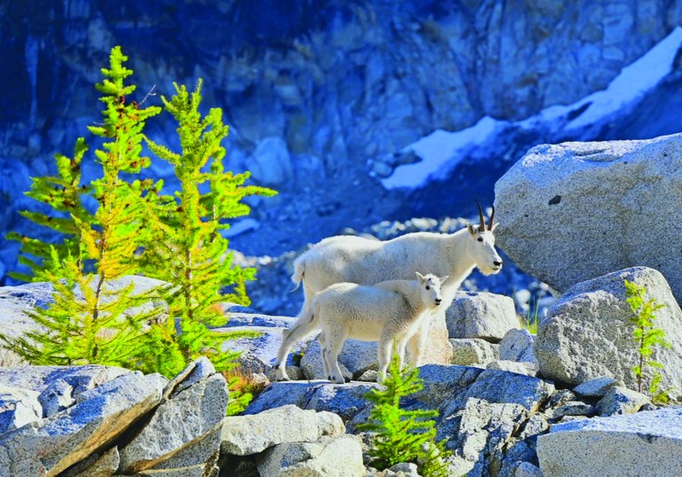 Mountain goat and kid stand on rocky ground with two pine trees to the left of frame. Snowy mountain background slightly out of focus.