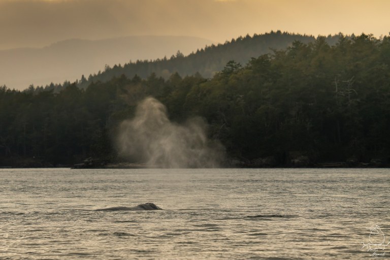 Gray whale. Photo by Matt Leaman. A gray whale coming out of the water in the Salish Sea. Photo by Matt Leaman.