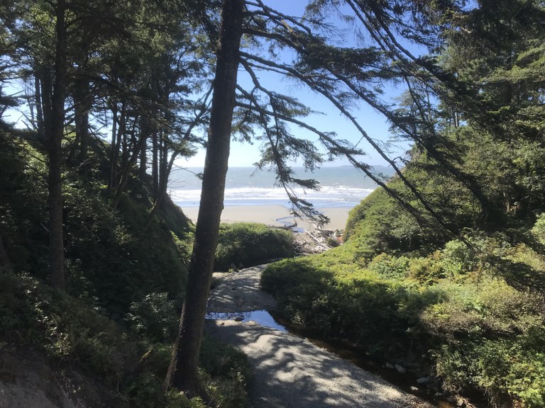 A stream rushes out of a forest and onto the beach.