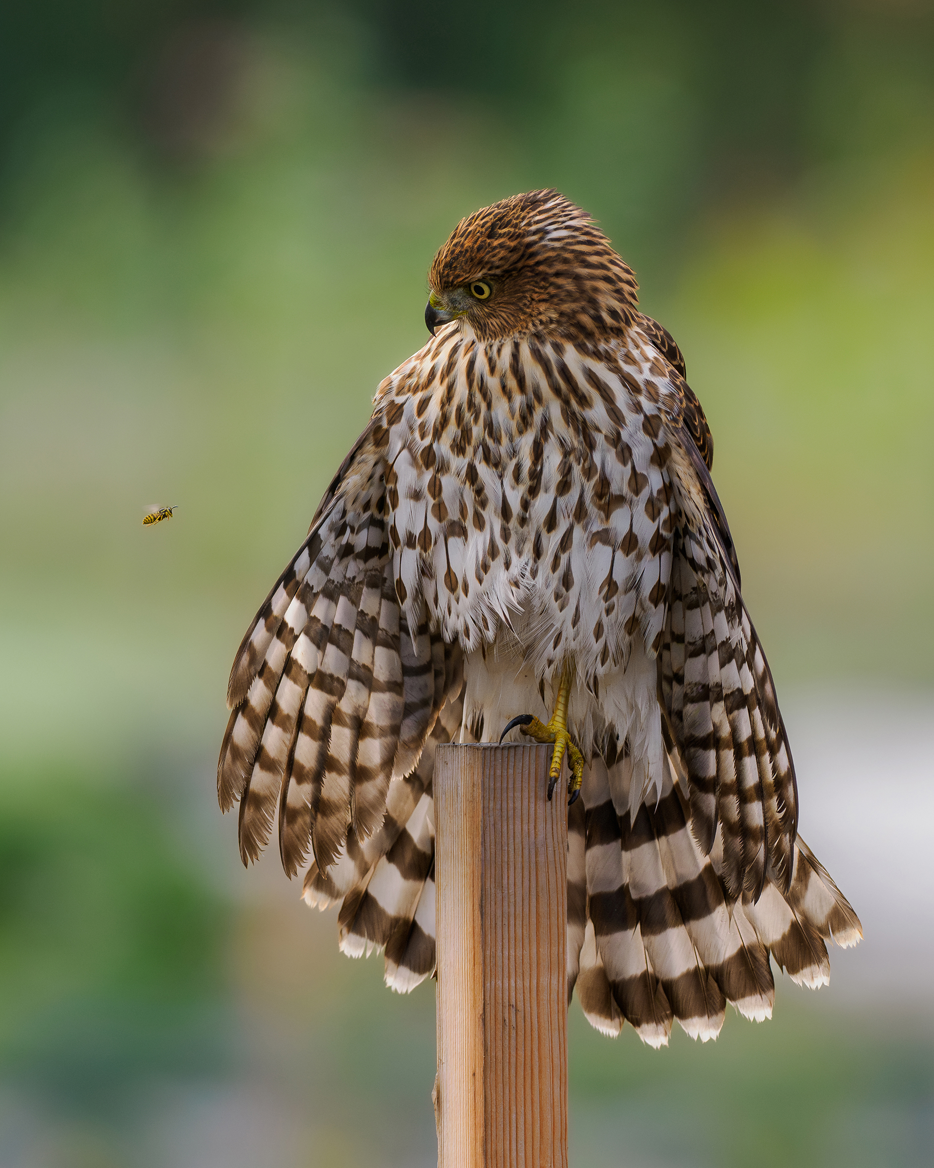 A hawk stares at a flying wasp.