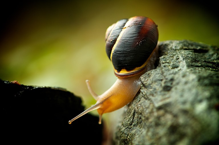 A snail crawls across a rock.