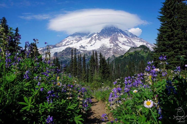 Mount Rainier. Photo by Matt Leaman. Mount Rainier from Indian Henry's Cabin trail, with lenticular cloud and wildflowers. Photo by Matt Leaman.