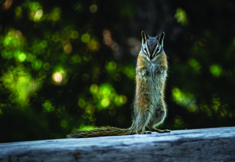Chipmunk stands on hind legs.