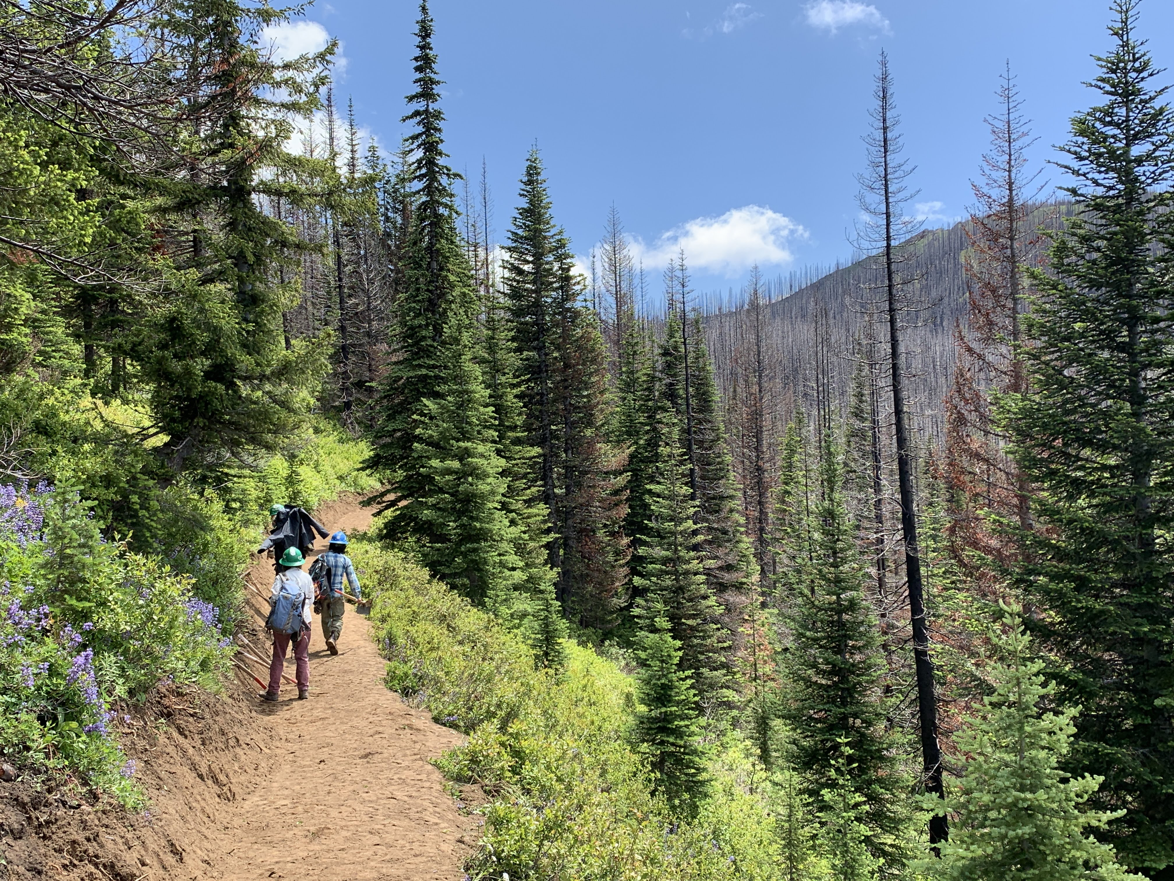 Trail crew workers walk away from camera on forested trail on a sunny day.