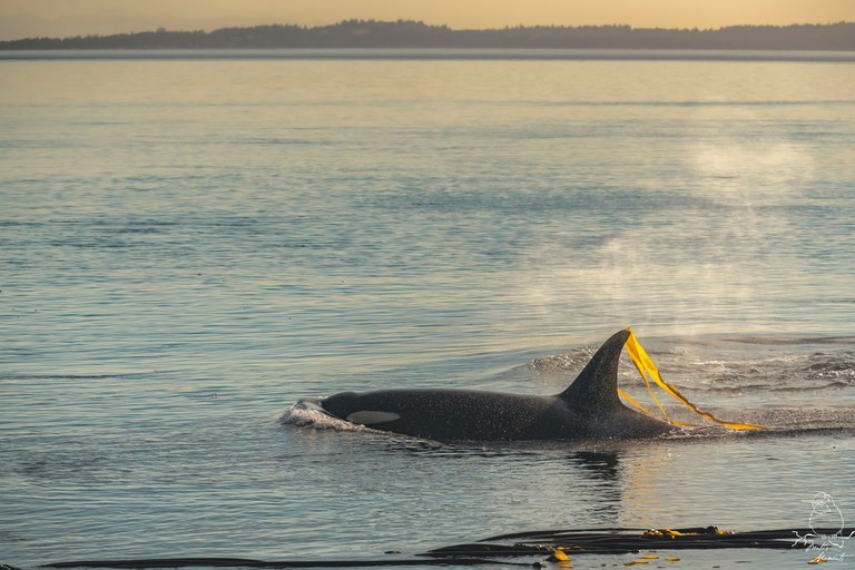 Whale. Photo by Matt Leaman. Whale coming out of the water. Photo by Matt Leaman.