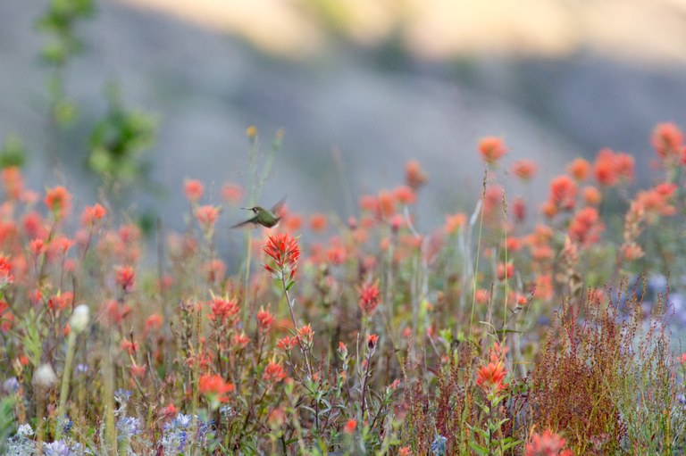 Johnston Ridge Observatory. Photo by Soroush Salehian.