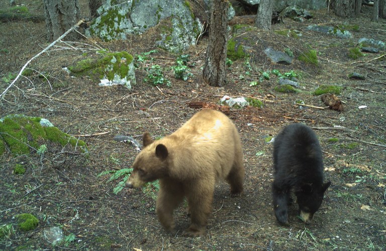 Black bears. Photo courtesy Roger Christophersen. Black bears. Photo courtesy Roger Christophersen.