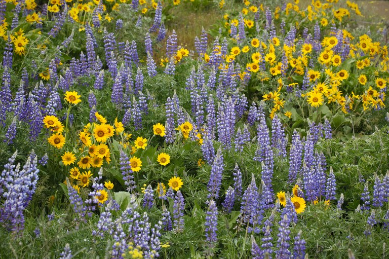 Wildflowers at Catherine Creek Wildflowers blooming at Catherine Creek