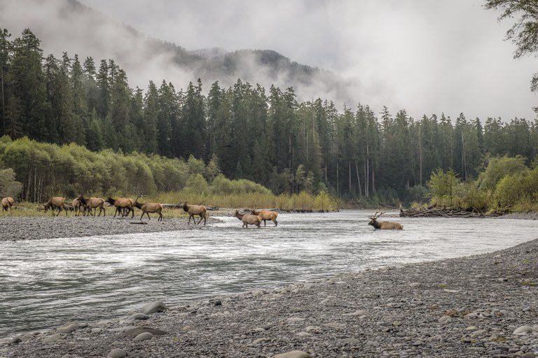 A heard of elk crossing the Sol Duc River A heard of elk crossing the Sol Duc River