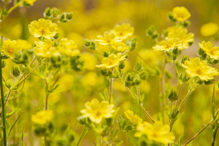 Flowers at Riverside State Park Flowers at Riverside State Park