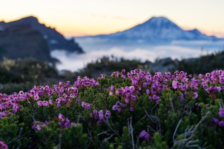 Flowers along the Goat Rocks
