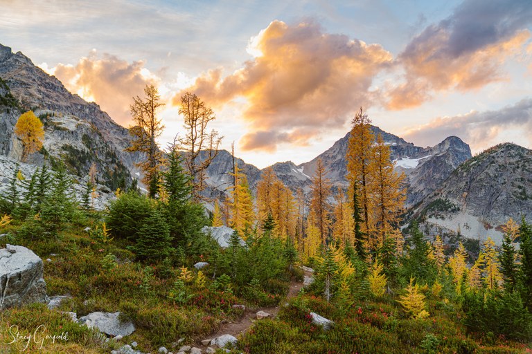 Larches at Maple Pass Larches at Maple Pass
