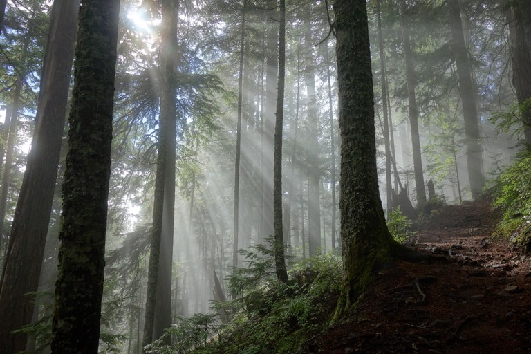 Fog on McClellan Butte