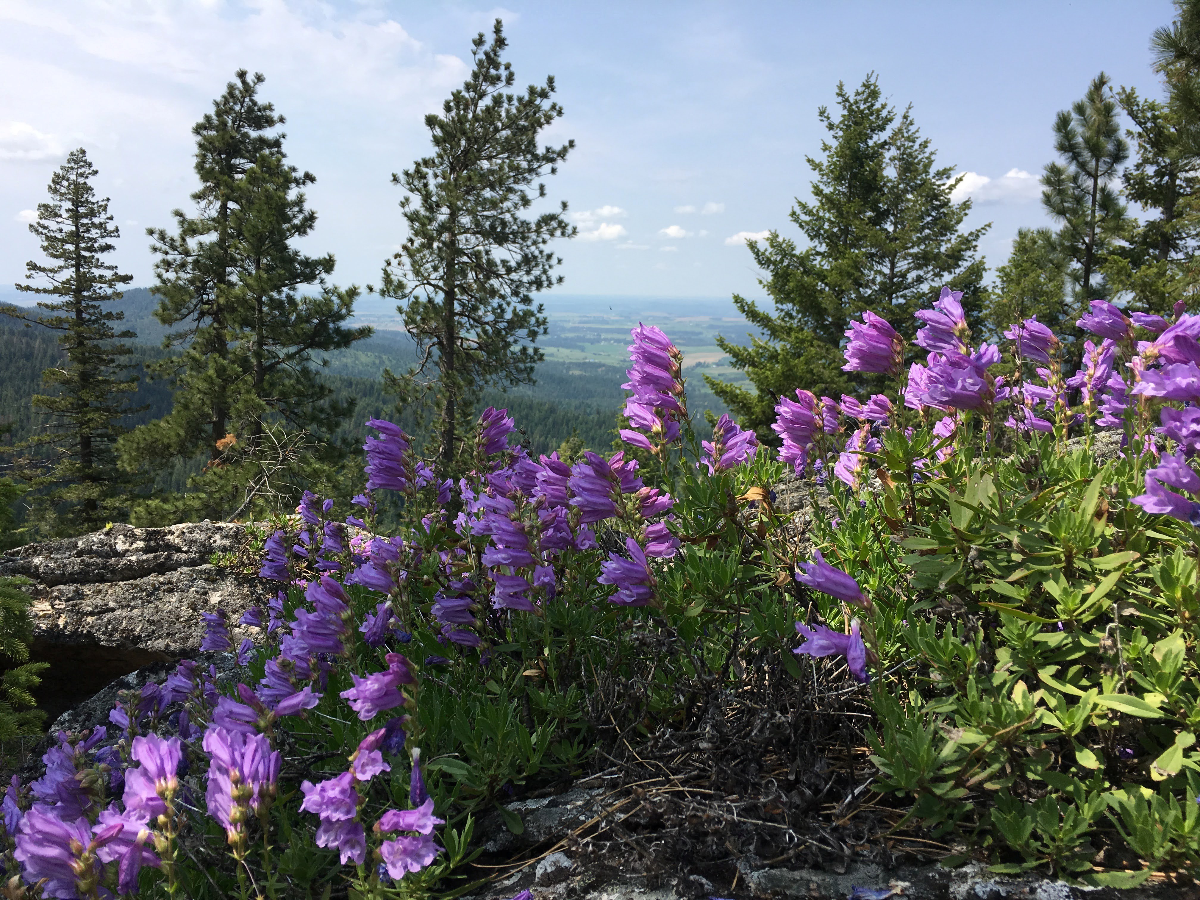 Wildflowers and a view at the Mica Peak Conservation Area. Photo by Holly Weiler.
