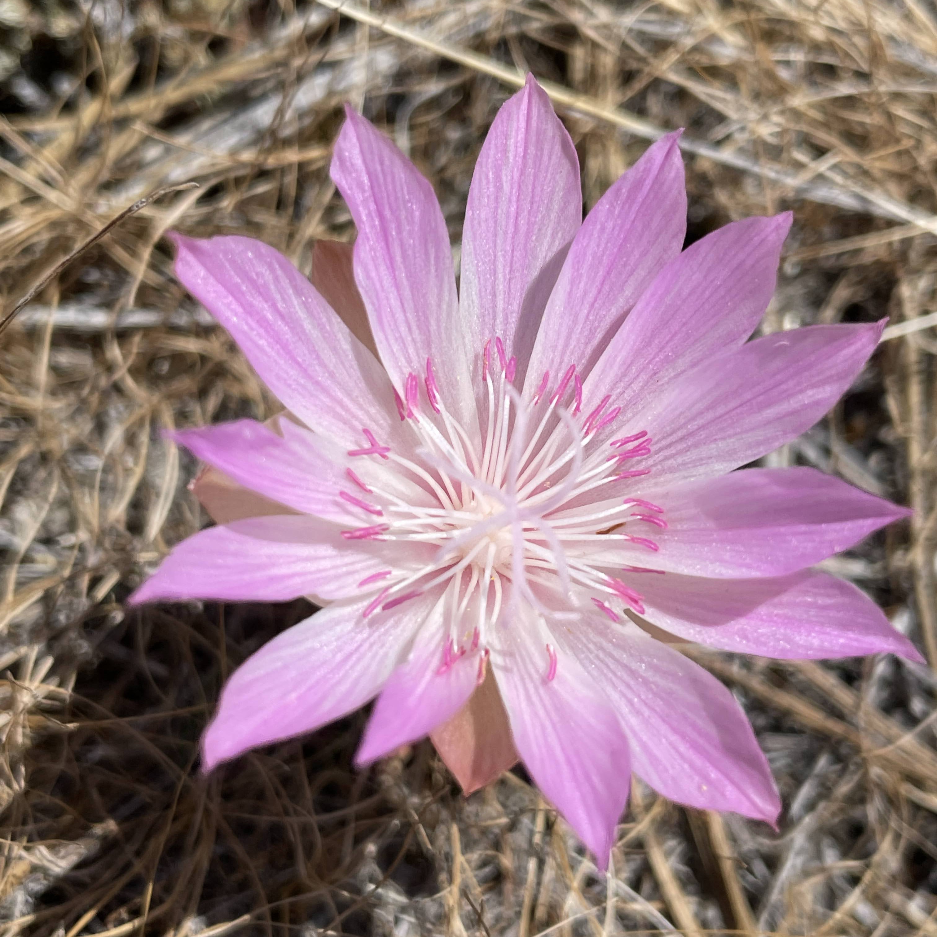 A wildflower seen at the Mica Peak Conservation Area. Photo by Holly Weiler.