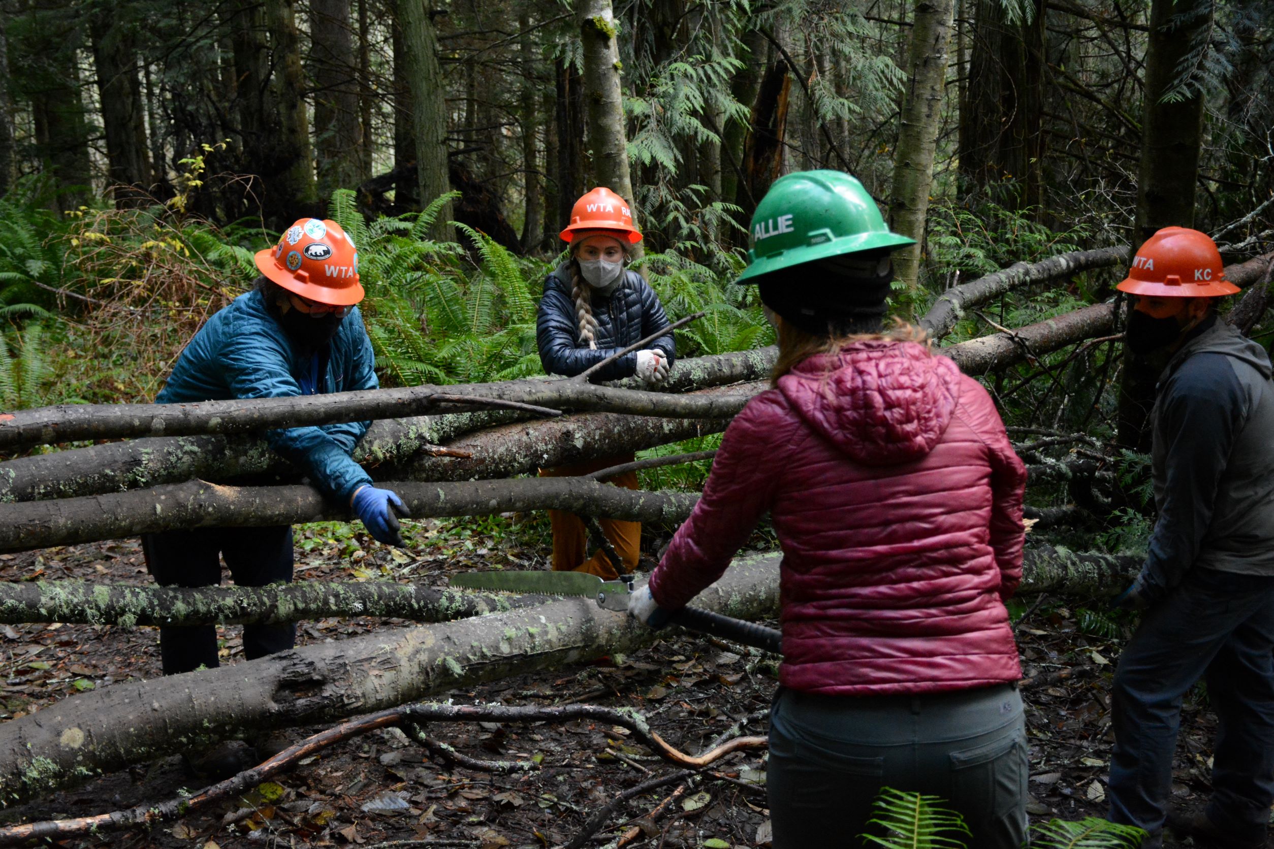 A group of WTA staff stand around a bundle of fallen trees and discuss the best way to proceed with cuts.