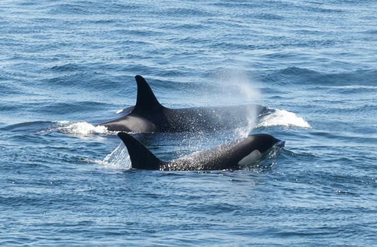Orcas swimming in the Puget Sound Orcas swimming in the Puget Sound