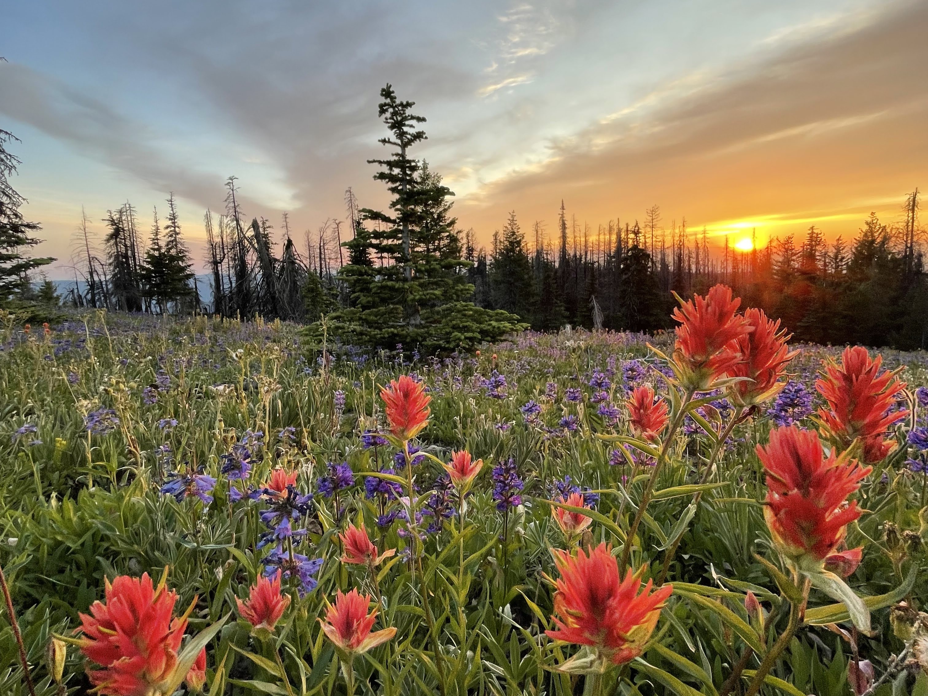 Wildflowers like paintbrush at sunset along the Oregon Butte trail. Photo by Holly Weiler.