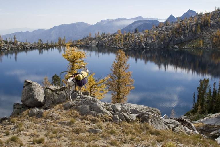 Perry and Goats (1).jpg Perry and Goats (1).jpg