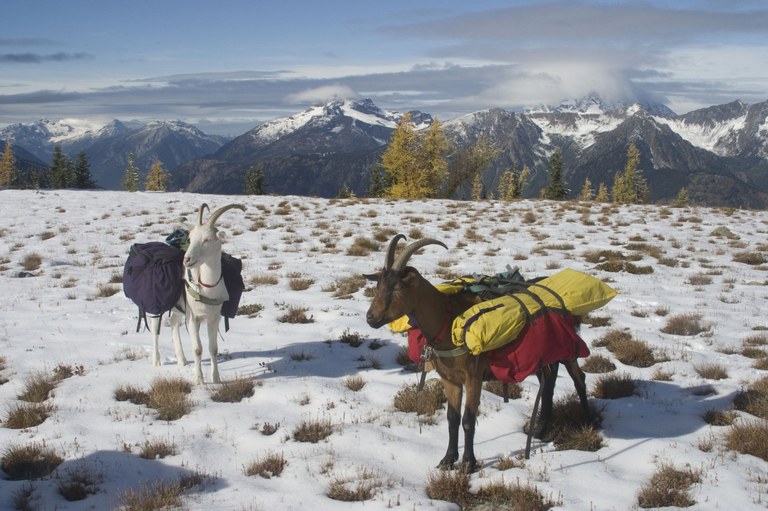 Perry and Goats (2).JPG Perry and Goats (2).JPG