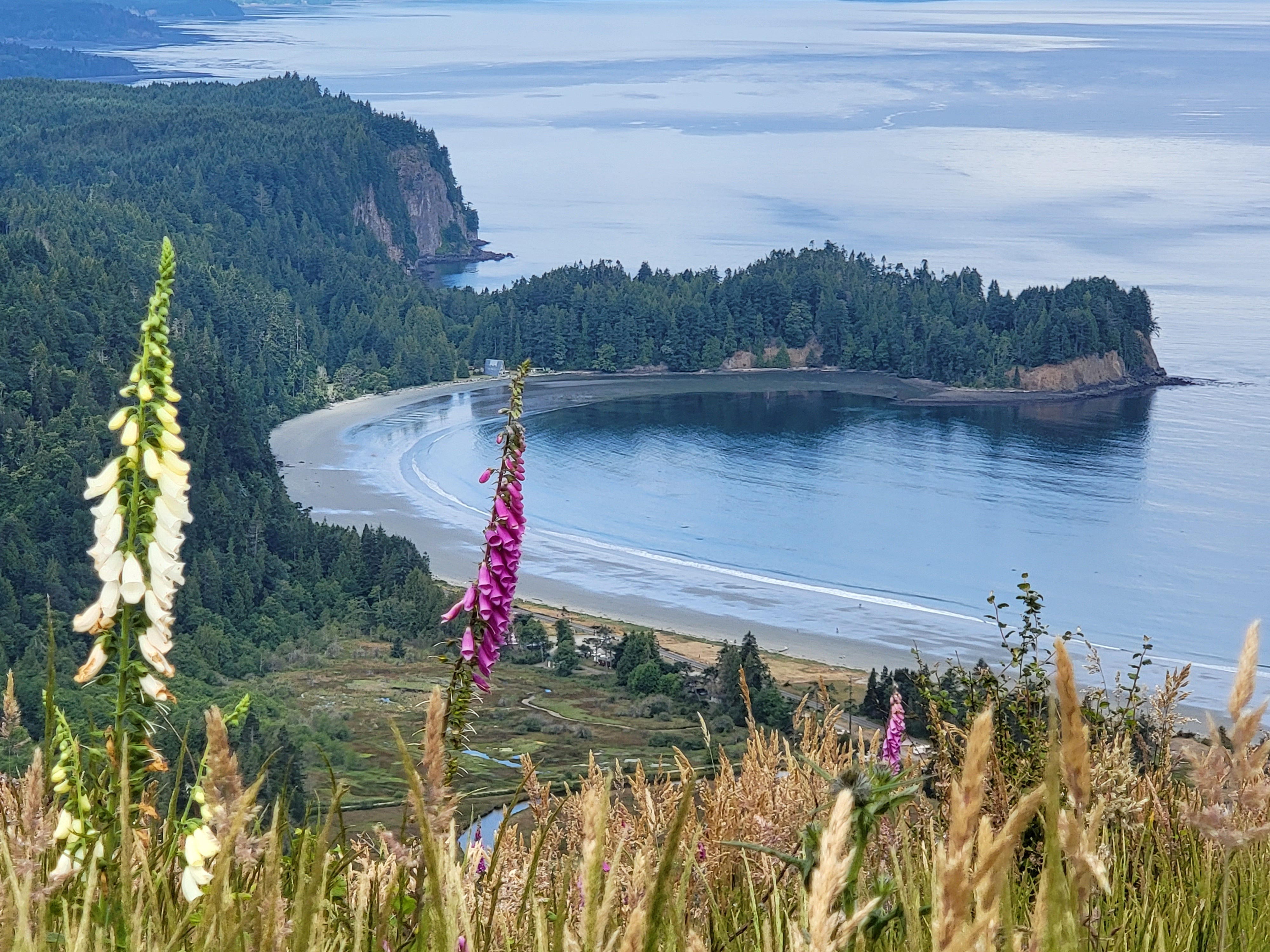View from Striped Peak with wildflowers. Photo by Mindy King. 
