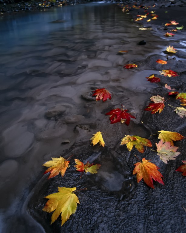 Fallen vine maple leaves in the water. Fallen vine maple leaves in the water.